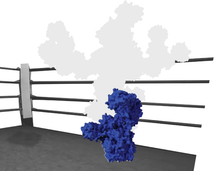 An illustration of the XEOMIN molecule without complexing proteins 